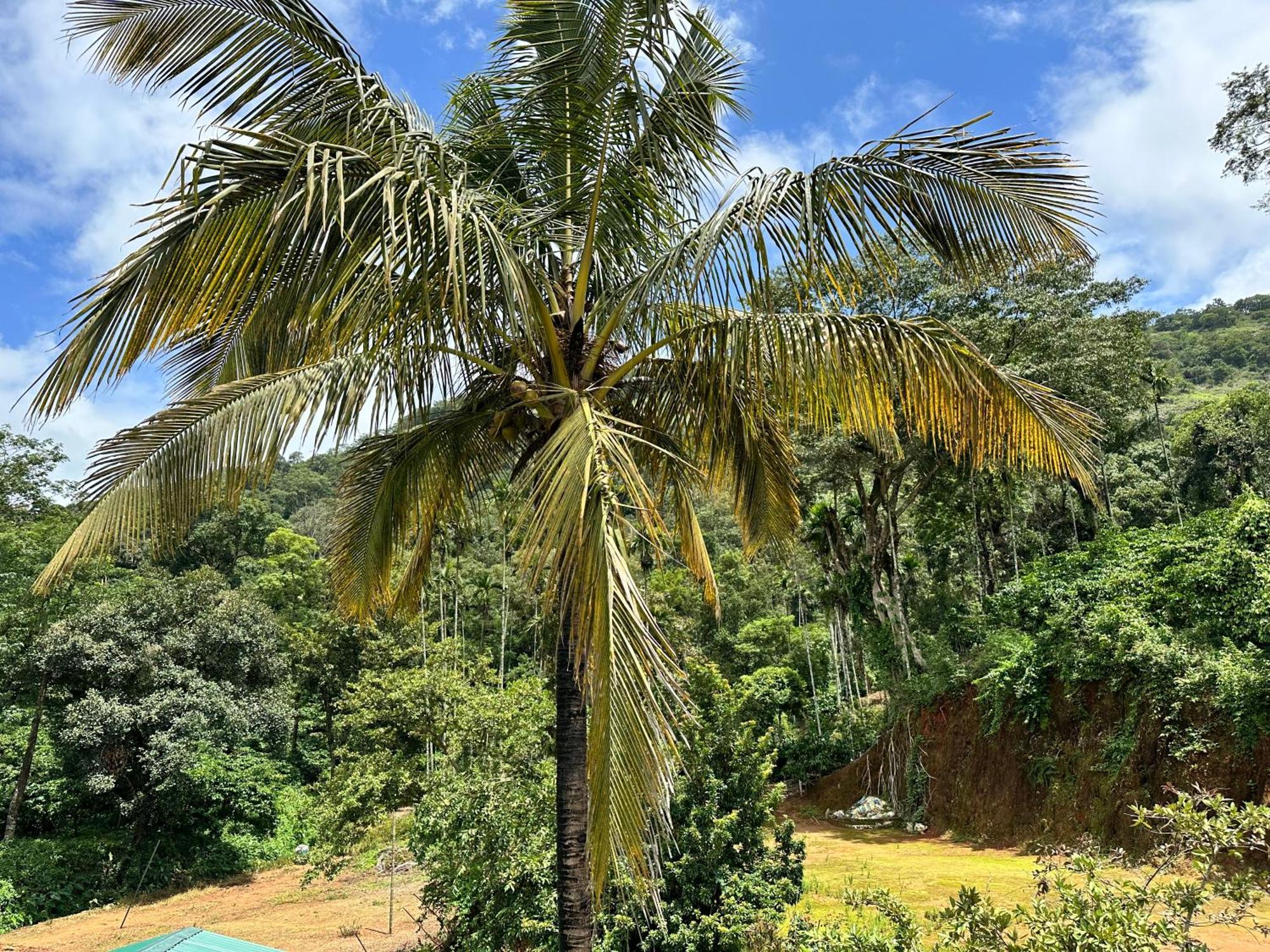 Sherlock Jungle Retreat Srimangala Dış mekan fotoğraf