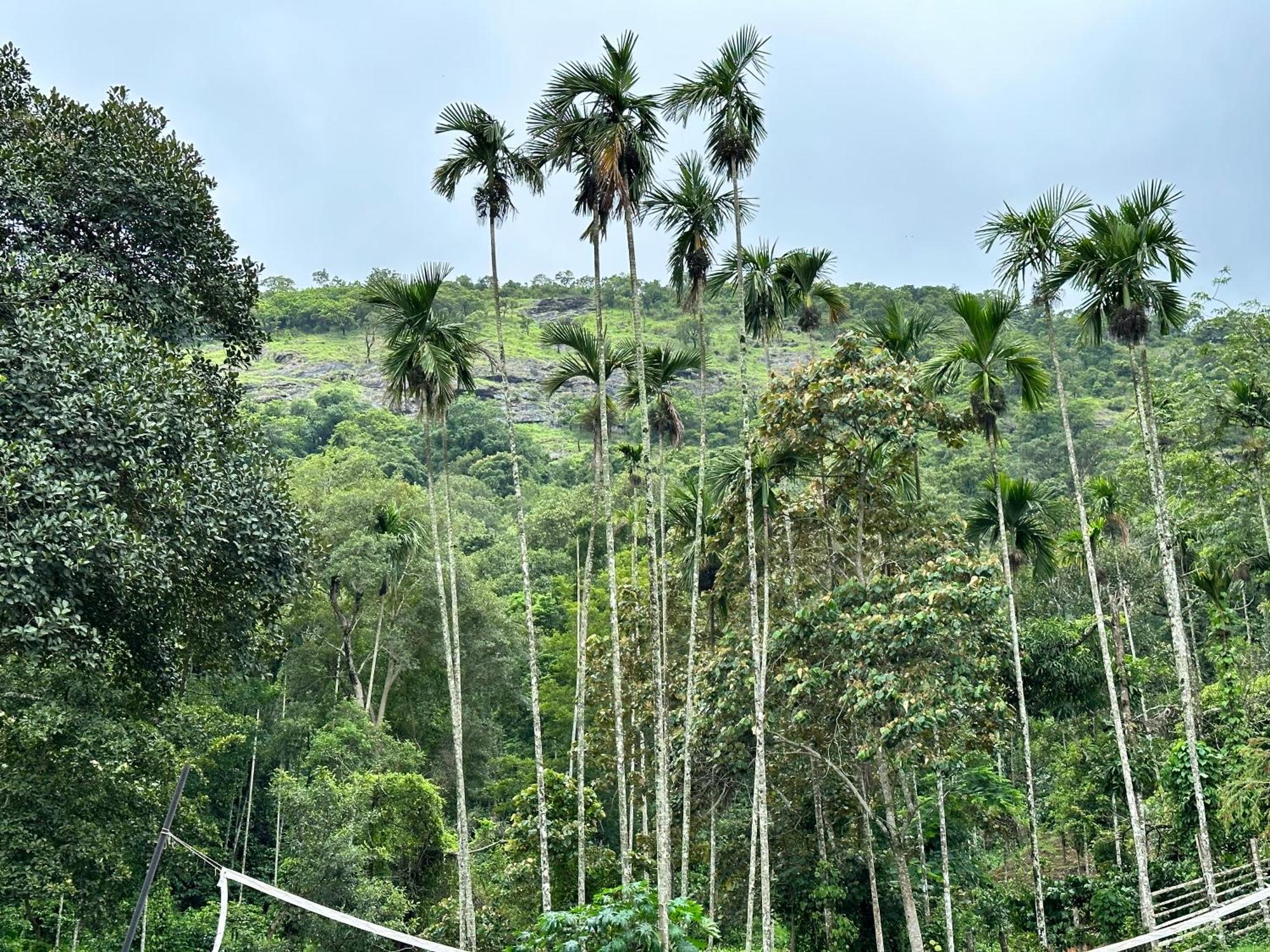 Sherlock Jungle Retreat Srimangala Dış mekan fotoğraf