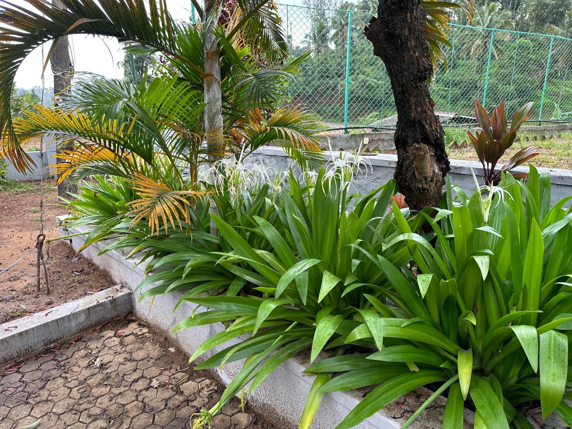 Sherlock Jungle Retreat Srimangala Dış mekan fotoğraf