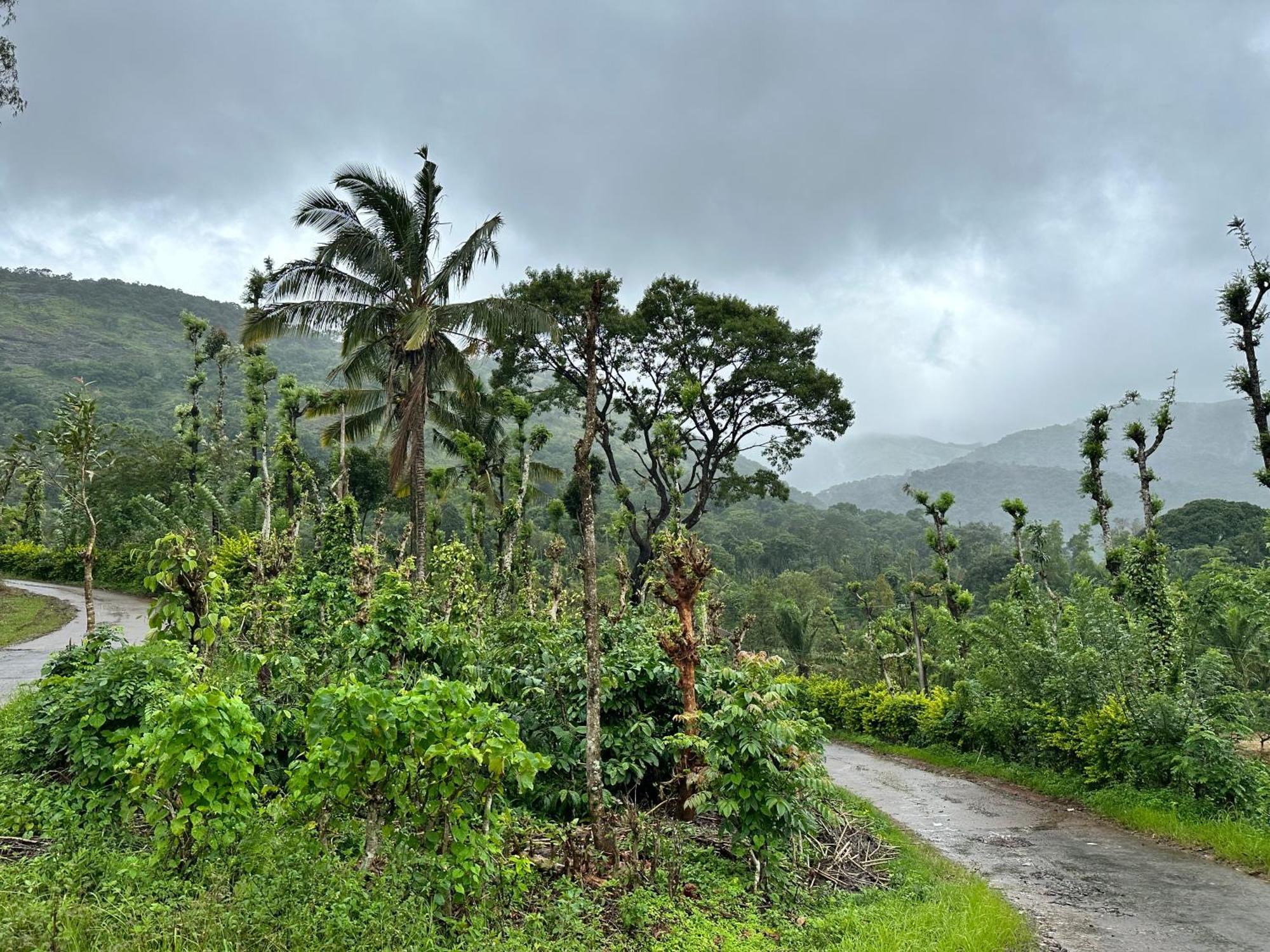 Sherlock Jungle Retreat Srimangala Dış mekan fotoğraf