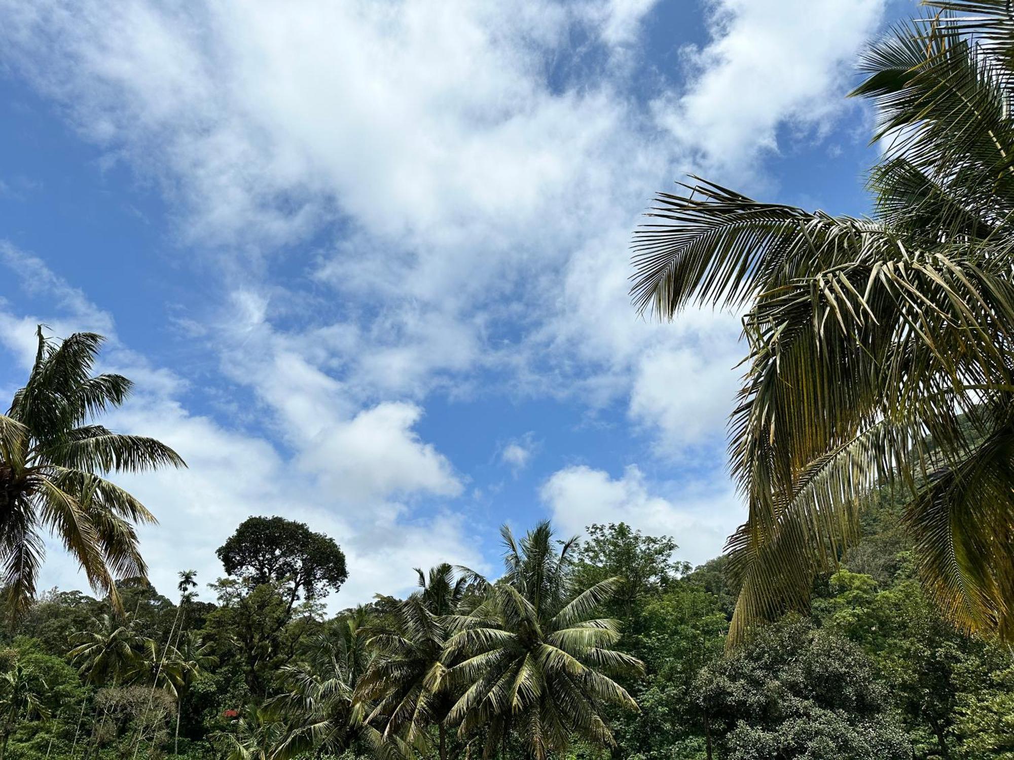 Sherlock Jungle Retreat Srimangala Dış mekan fotoğraf